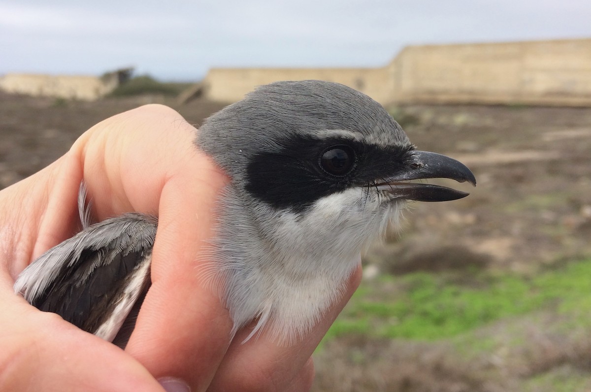 Сорокопуд американський - ML622492707