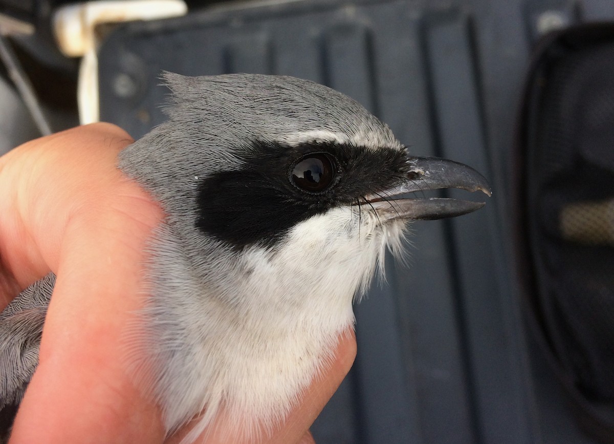 Сорокопуд американський - ML622492708