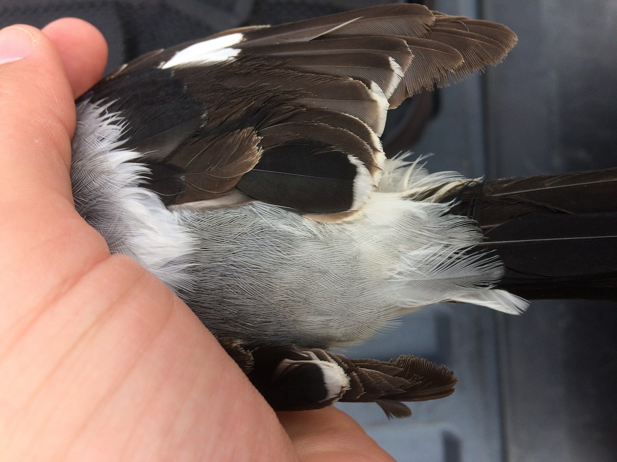 Сорокопуд американський - ML622492709