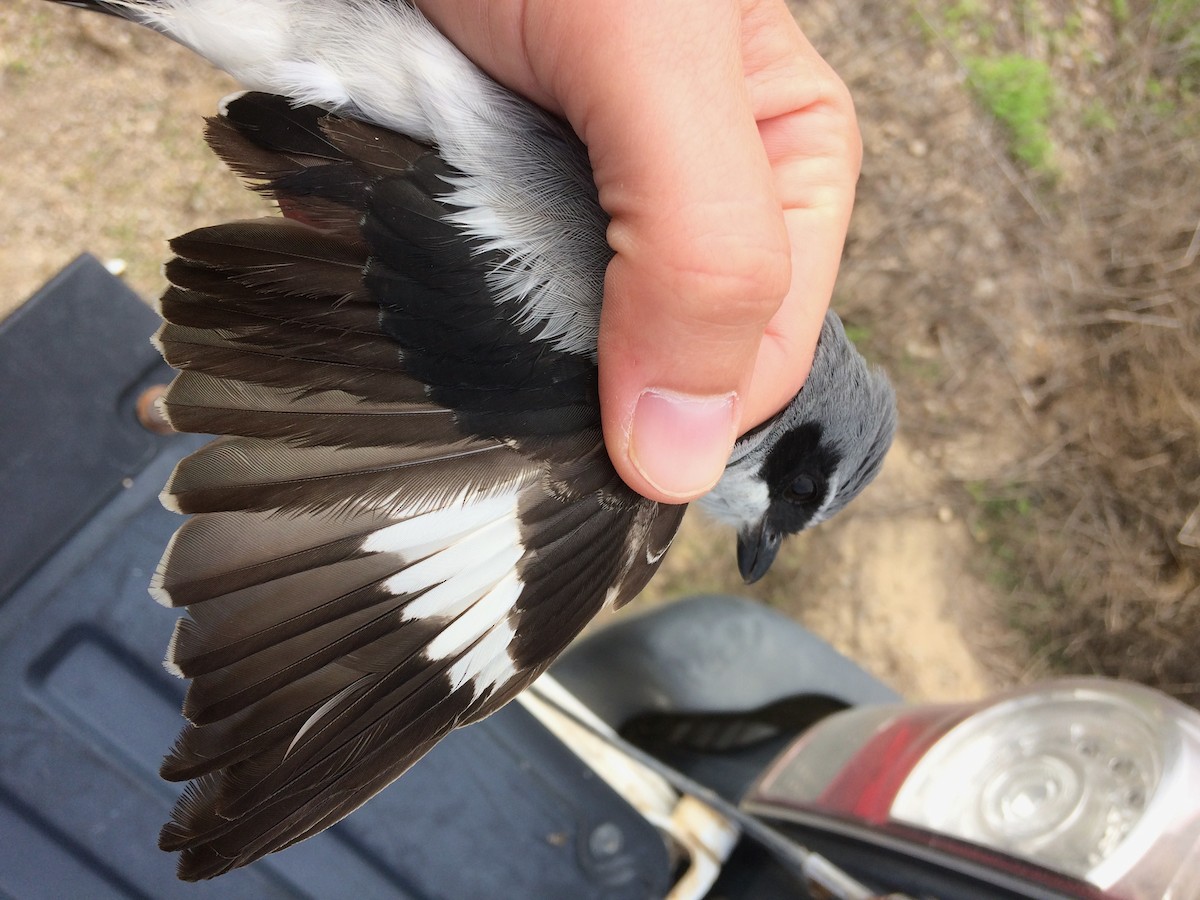 Сорокопуд американський - ML622492710