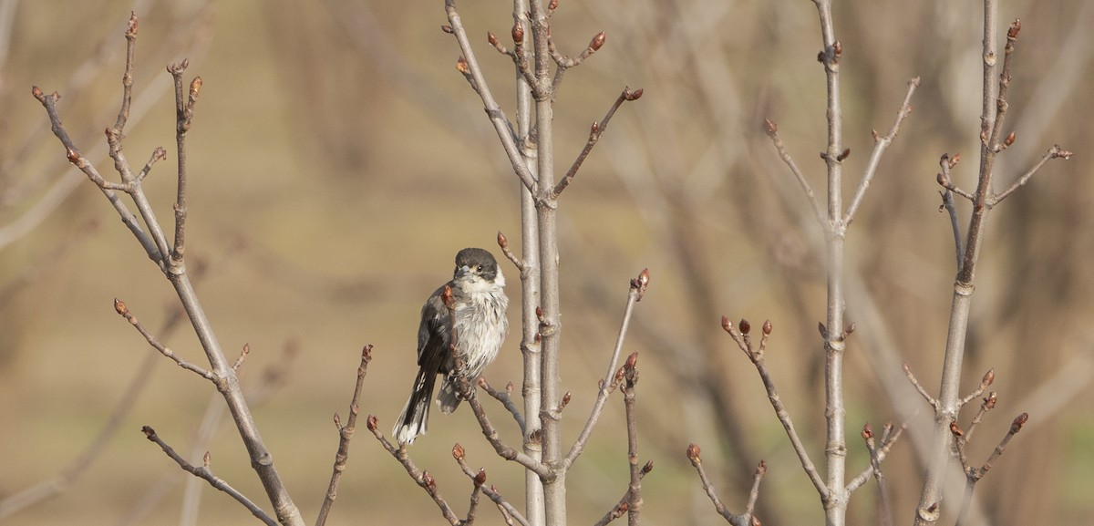 Gray Butcherbird - ML622492727