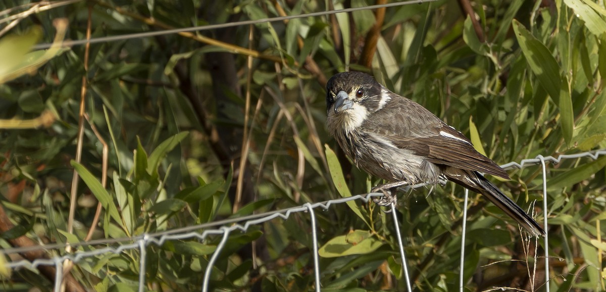 Gray Butcherbird - ML622492728