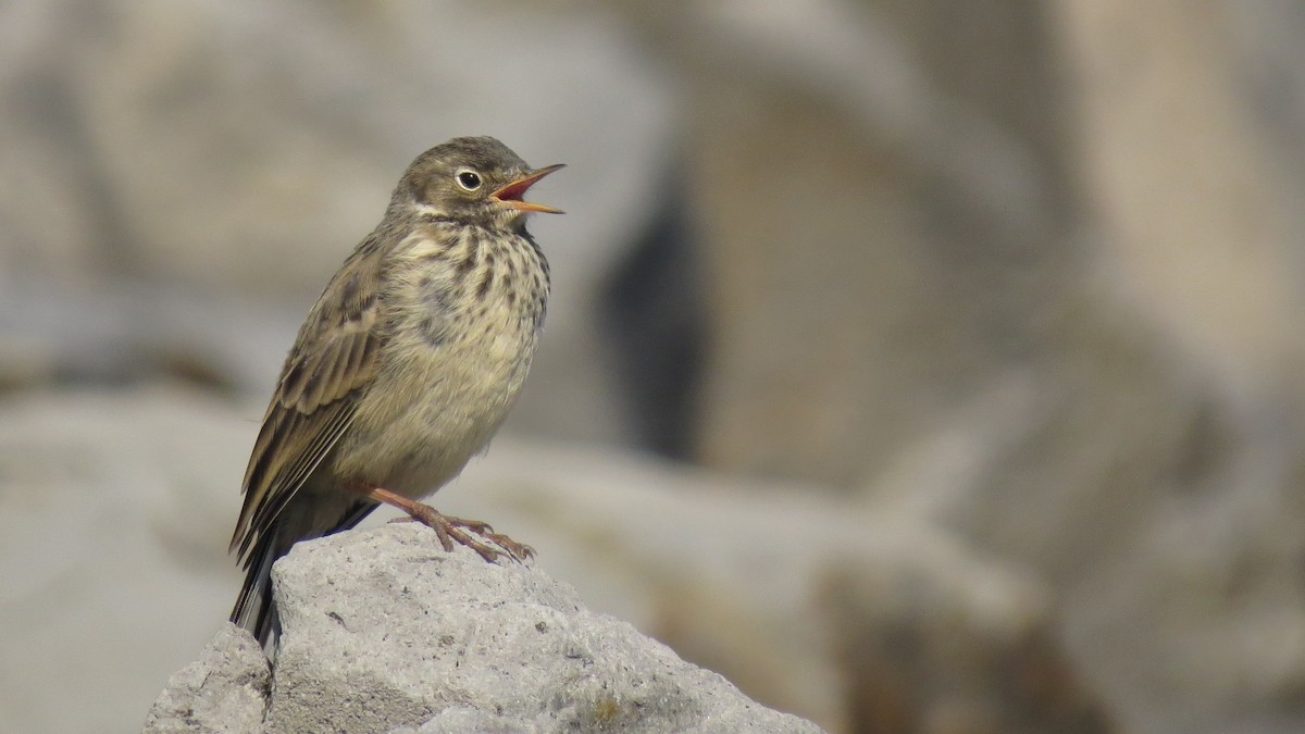 American Pipit - ML622492746