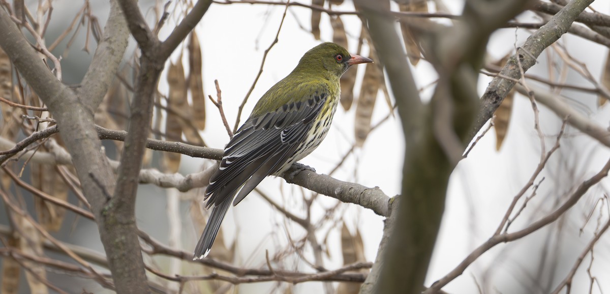 Olive-backed Oriole - ML622492779