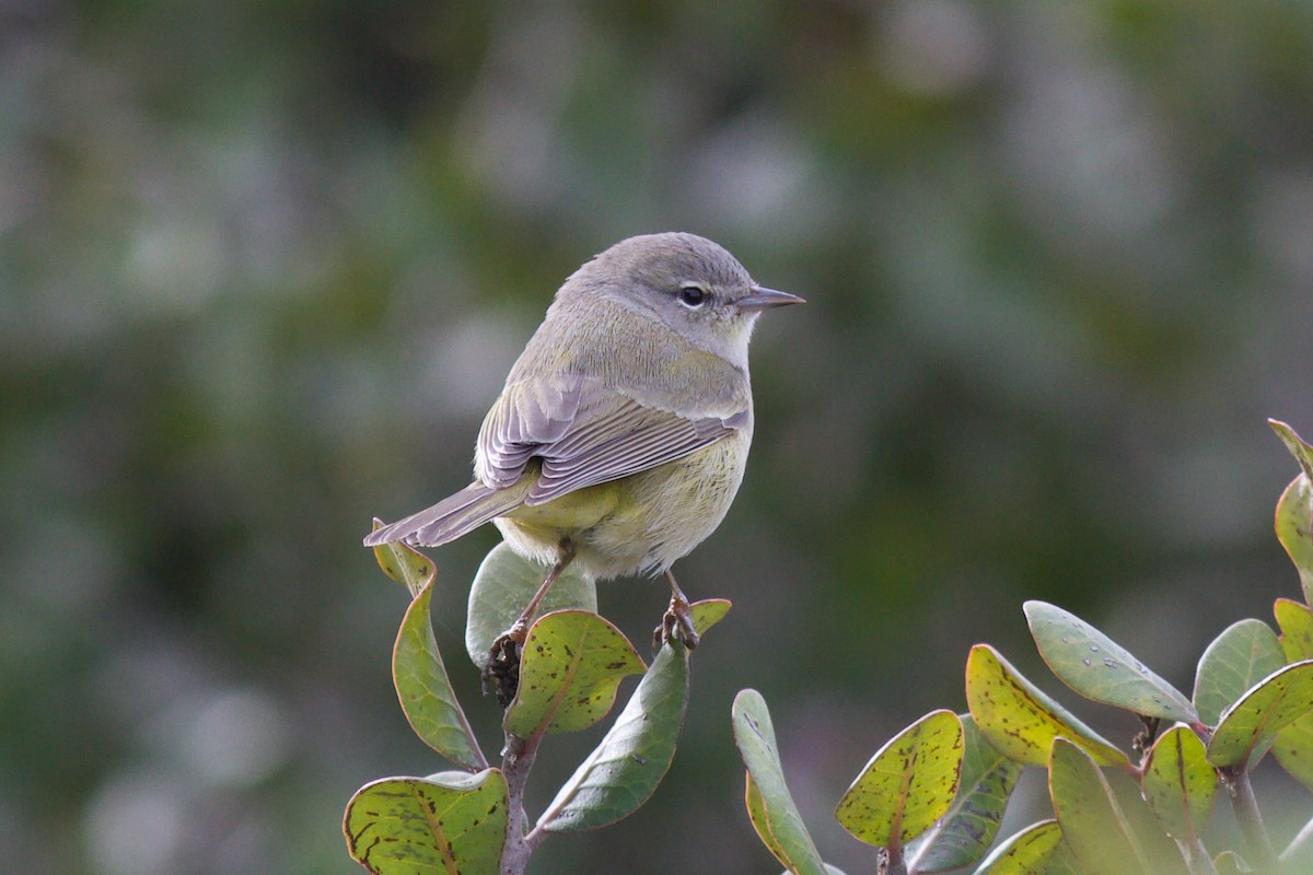 Orange-crowned Warbler (Gray-headed) - ML622492844