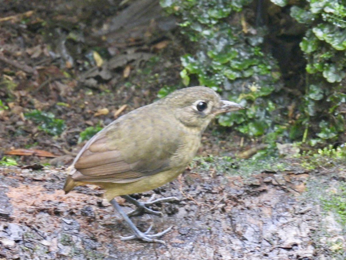 Plain-backed Antpitta - ML622492949