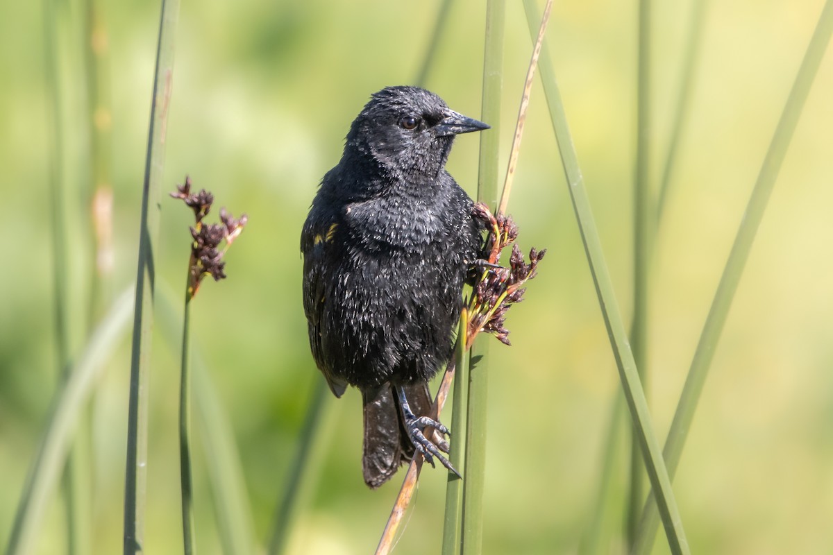 Yellow-winged Blackbird - ML622492982