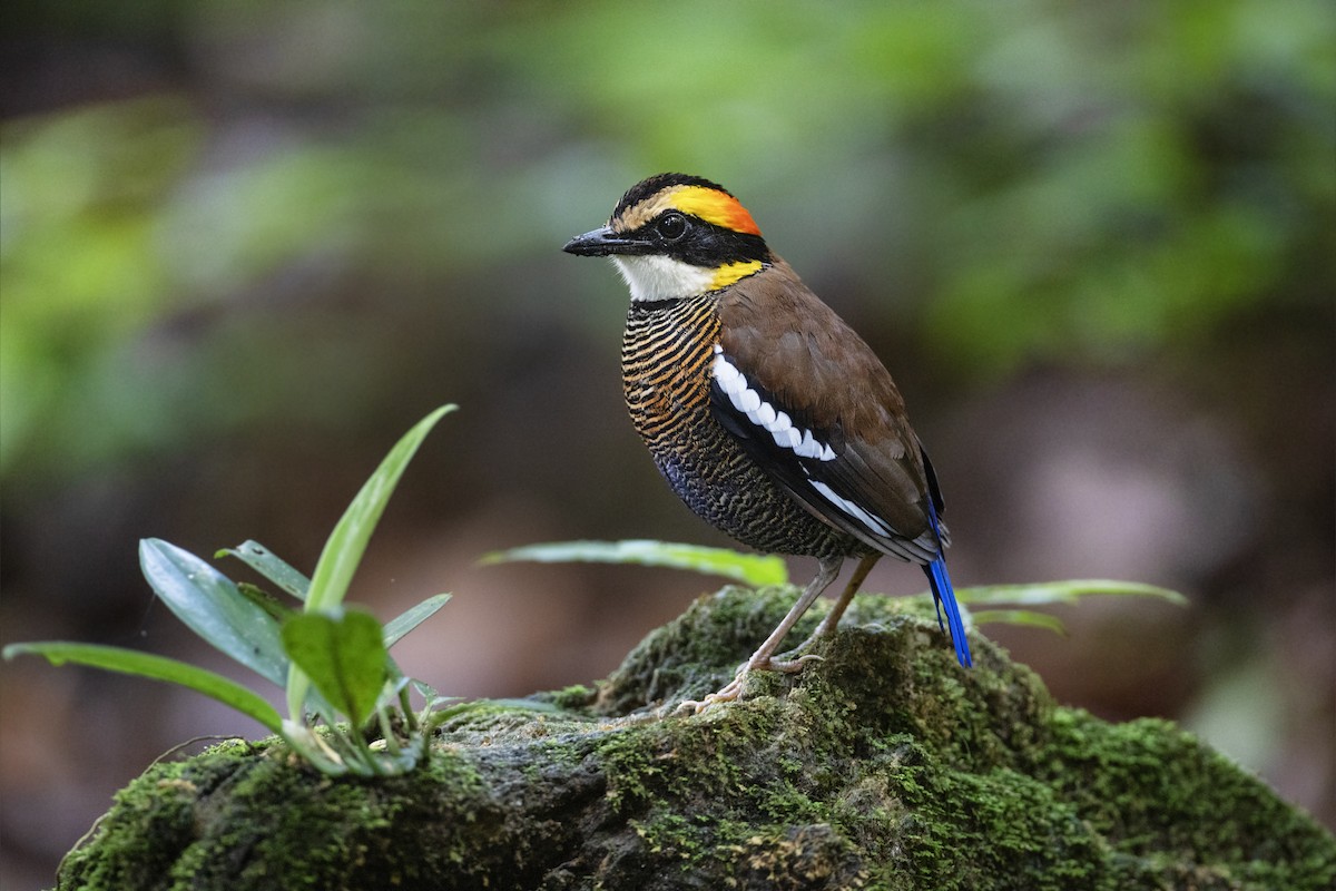 Malayan Banded-Pitta - Jan-Peter  Kelder