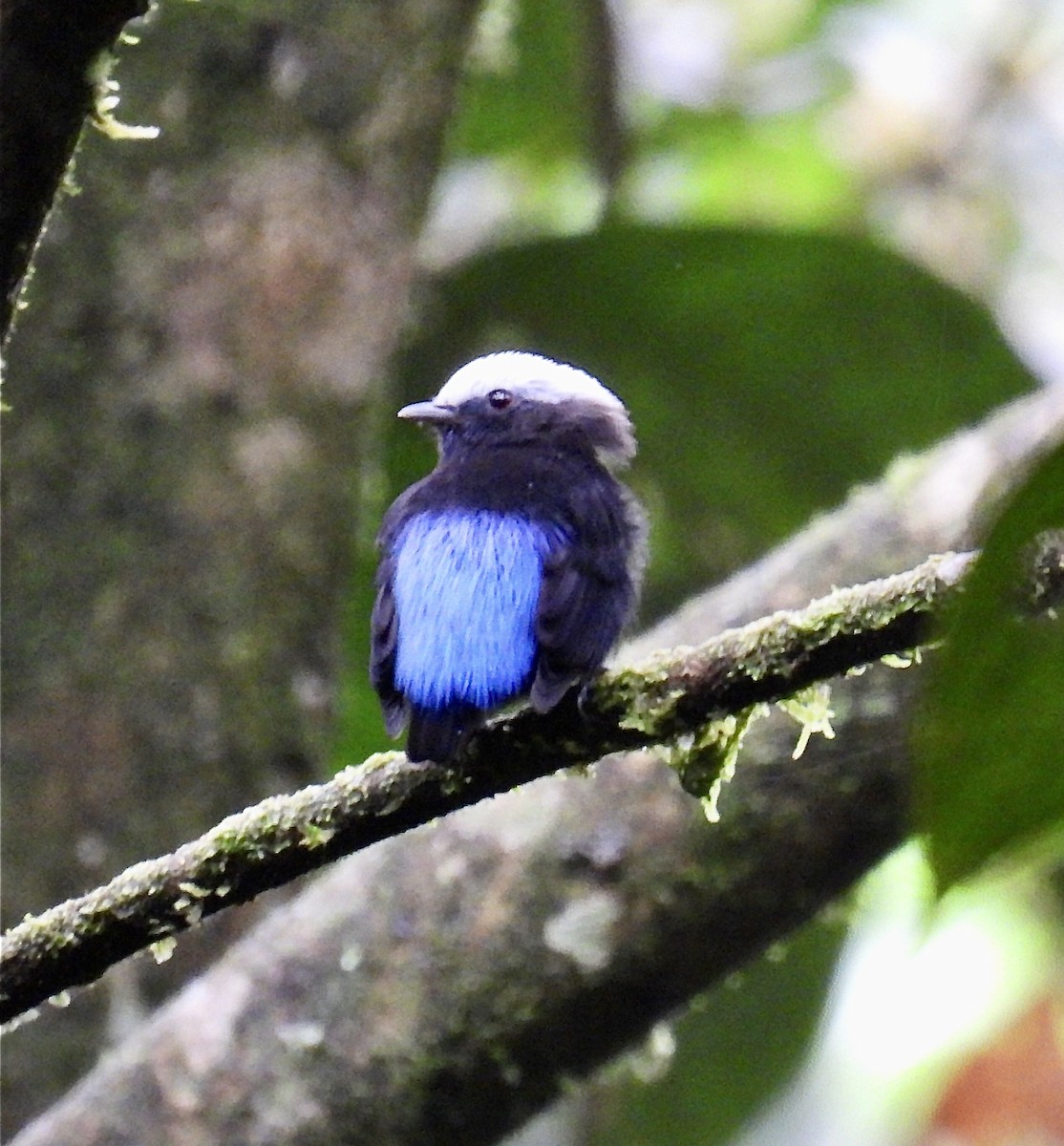 Blue-rumped Manakin - ML622493016