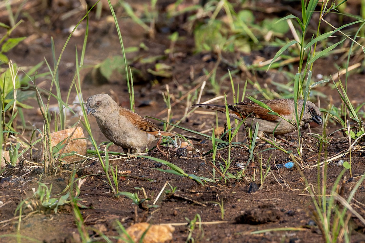 Parrot-billed Sparrow - ML622493029