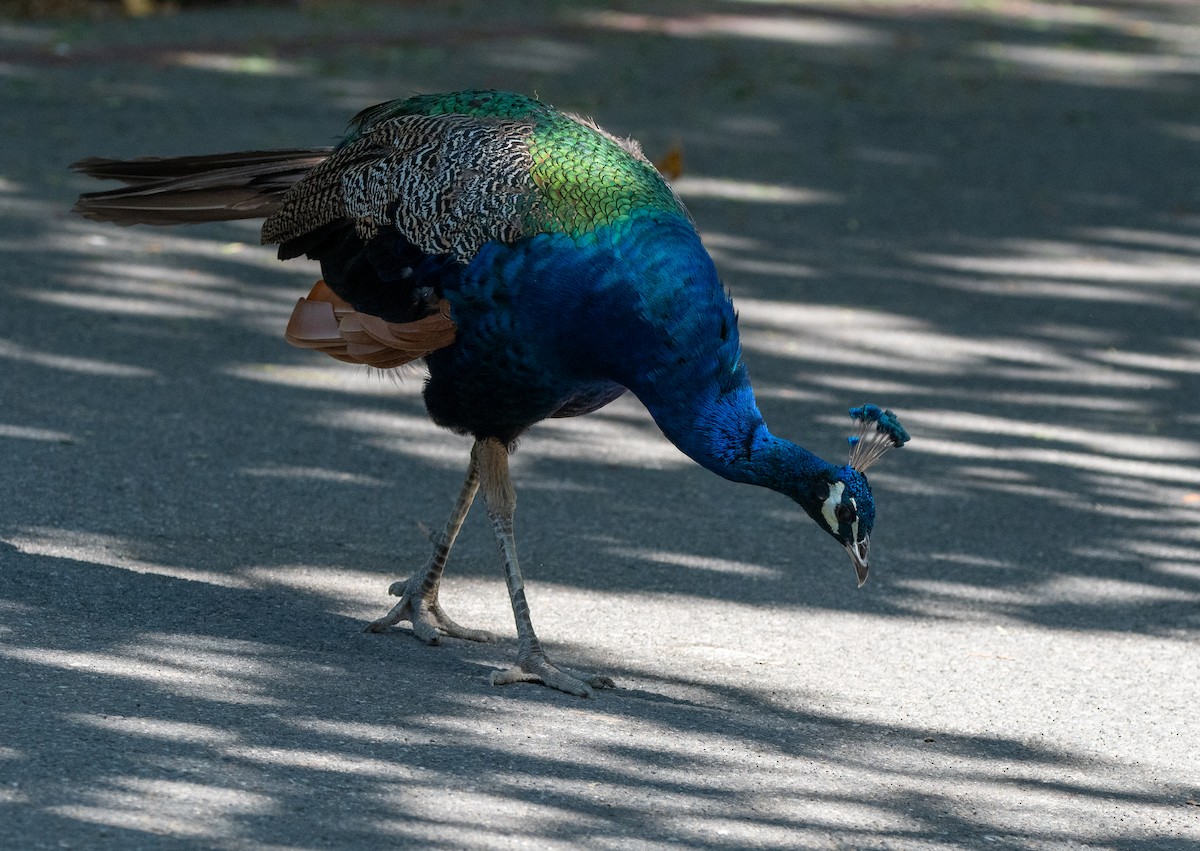 Indian Peafowl (Domestic type) - ML622493108