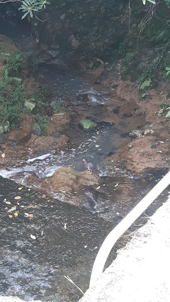 Green Heron - ML622493124