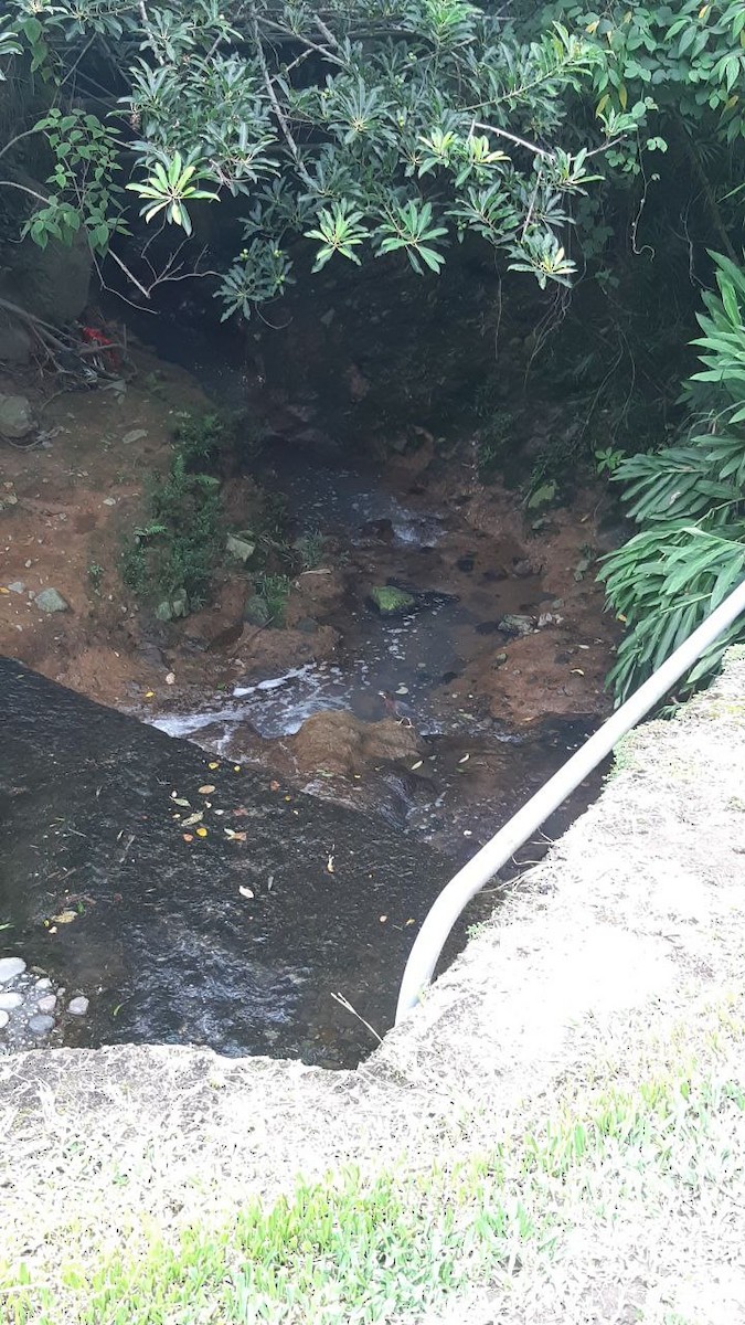 Green Heron - ML622493125