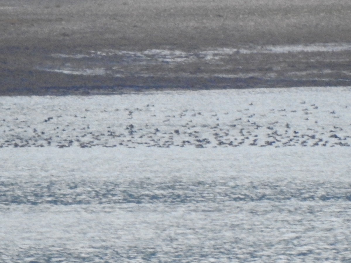 Surf Scoter - ML622493164