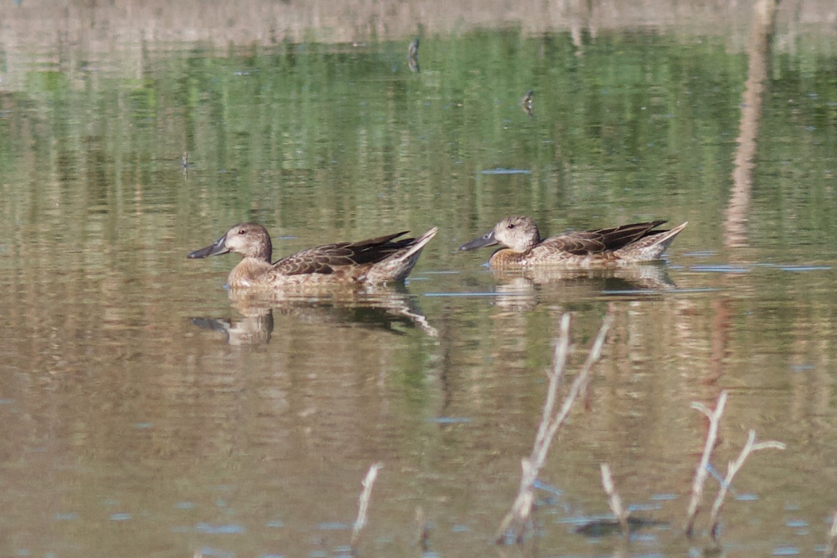 Cinnamon Teal - Justyn Stahl