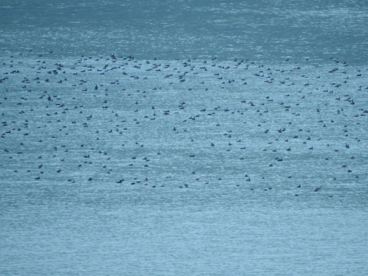 Surf Scoter - ML622493181