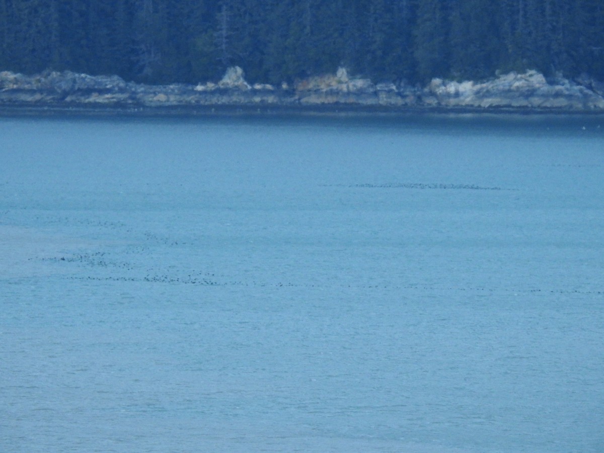 Surf Scoter - ML622493193