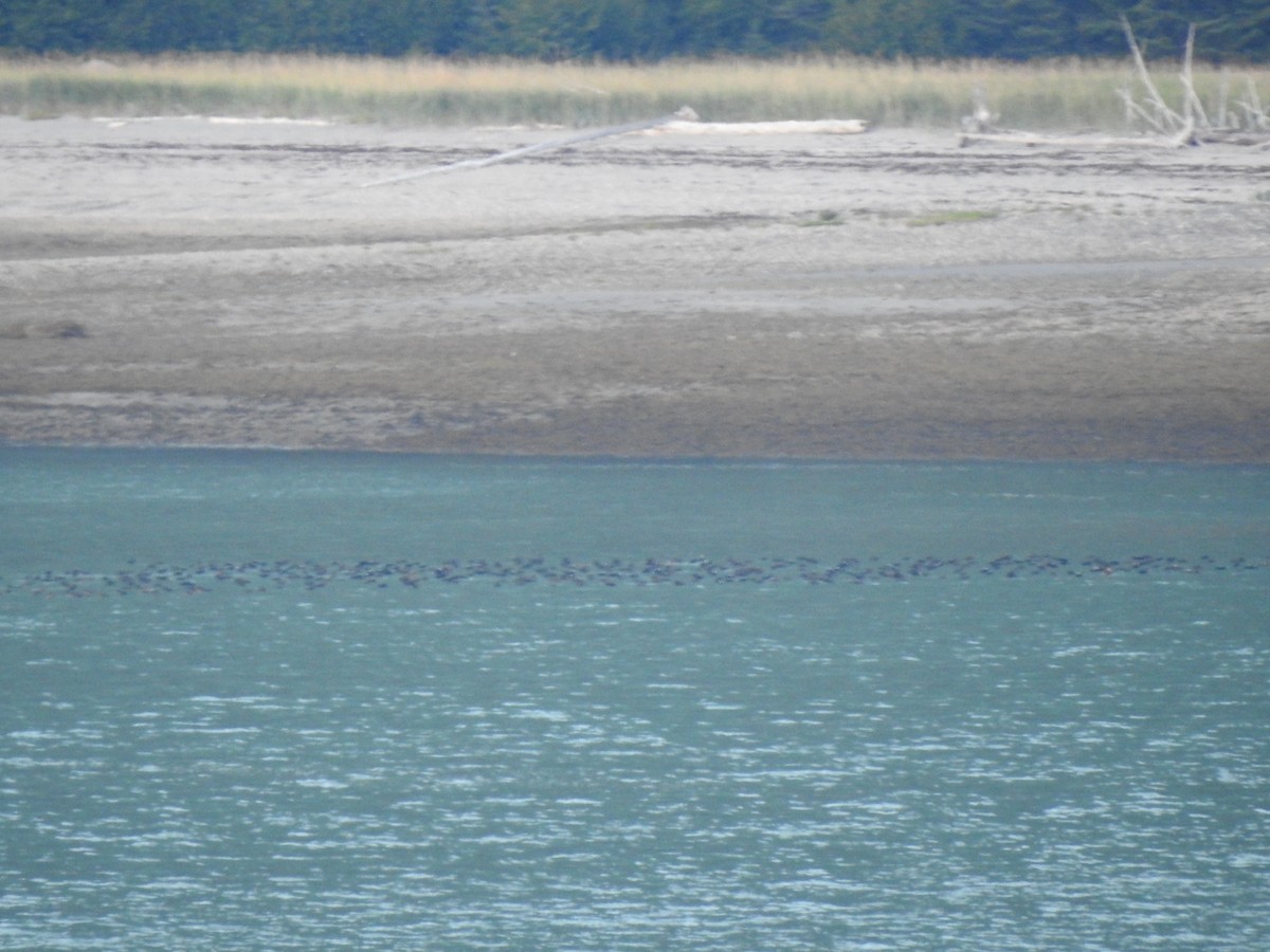 Surf Scoter - ML622493210