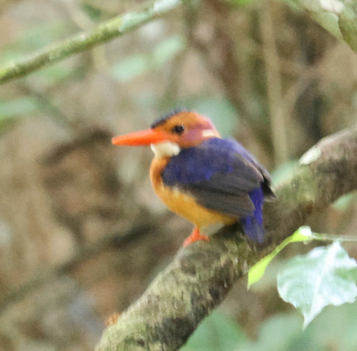 African Pygmy Kingfisher - Leith Woodall