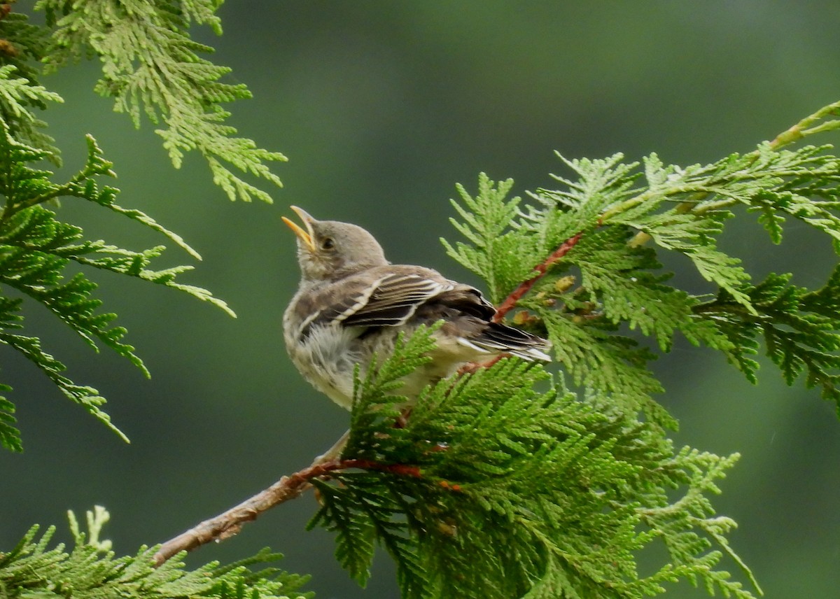 drozdec mnohohlasý - ML622493490