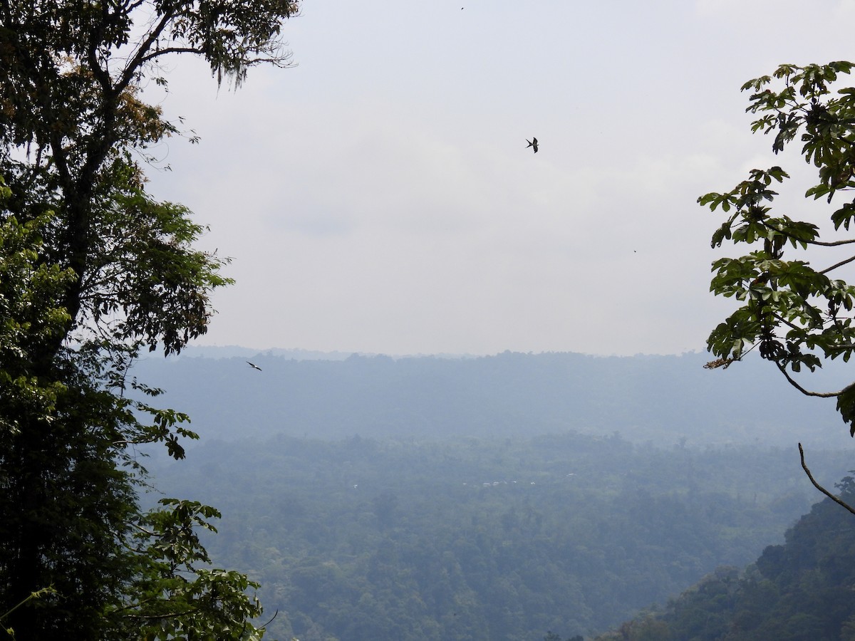 דאה אמריקנית - ML622493574