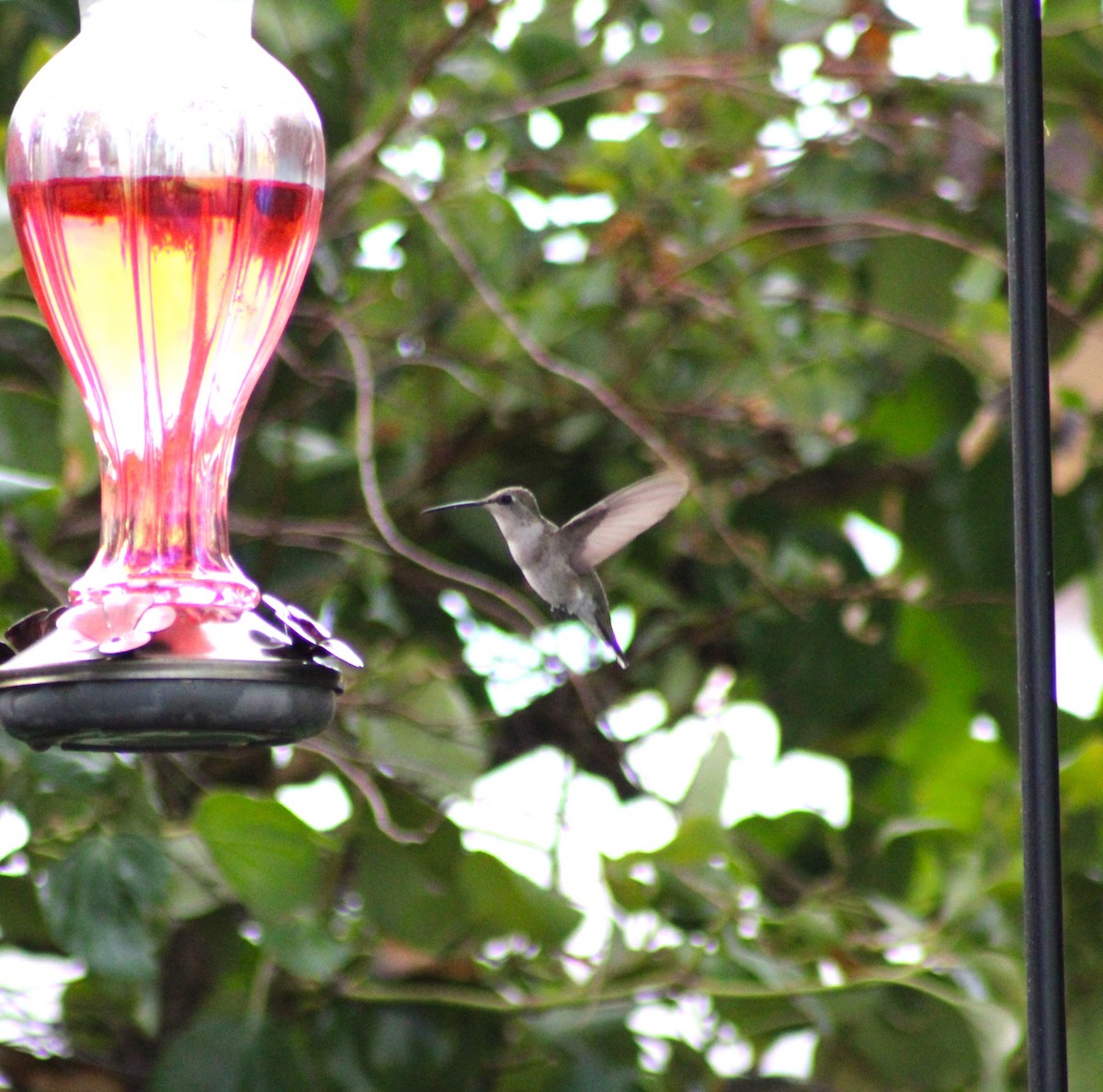 Black-chinned Hummingbird - ML622493663