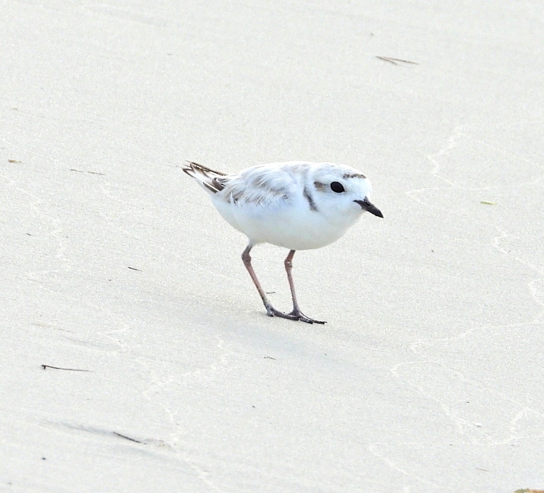 Snowy Plover - ML622493665