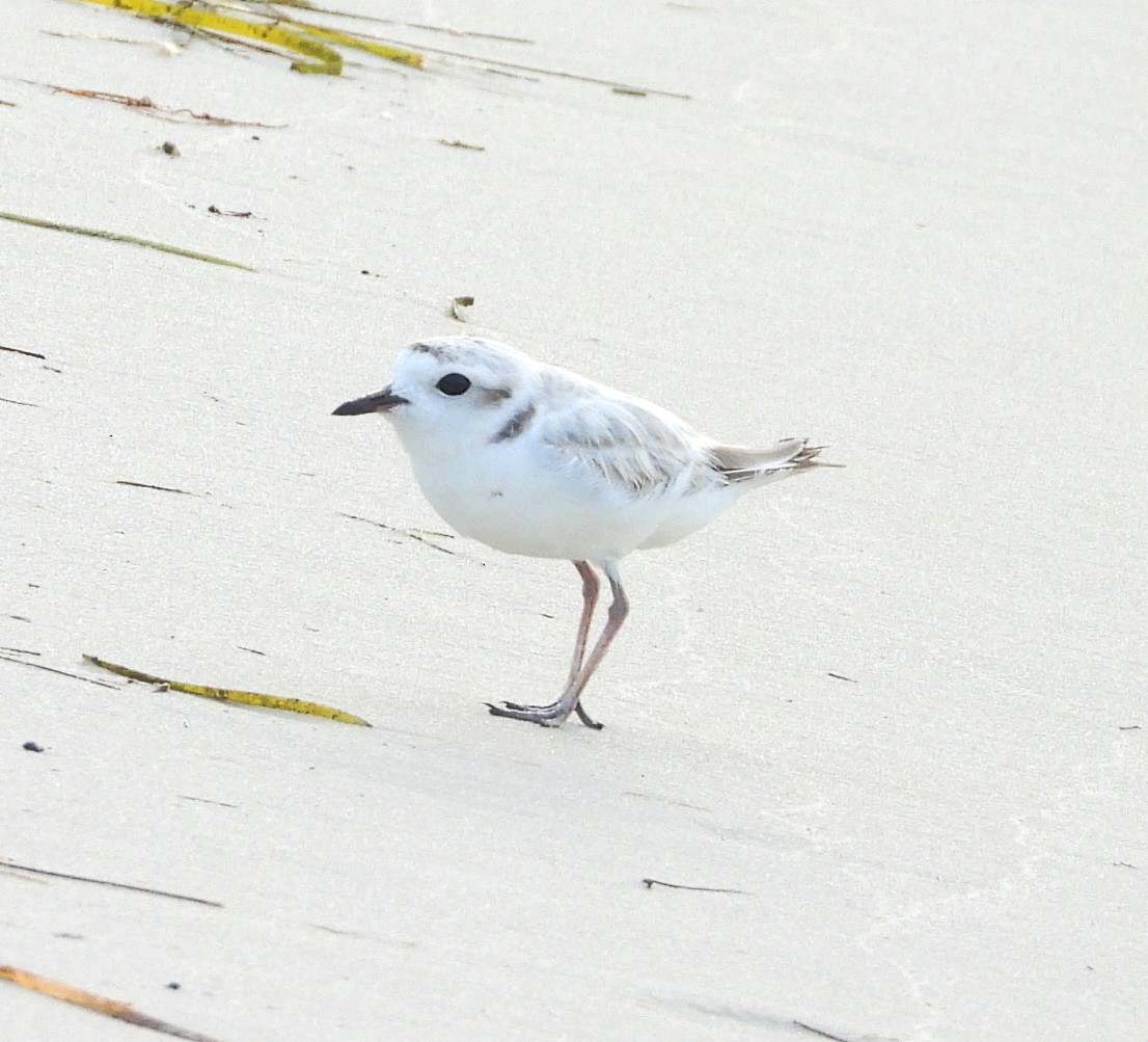 Snowy Plover - ML622493666