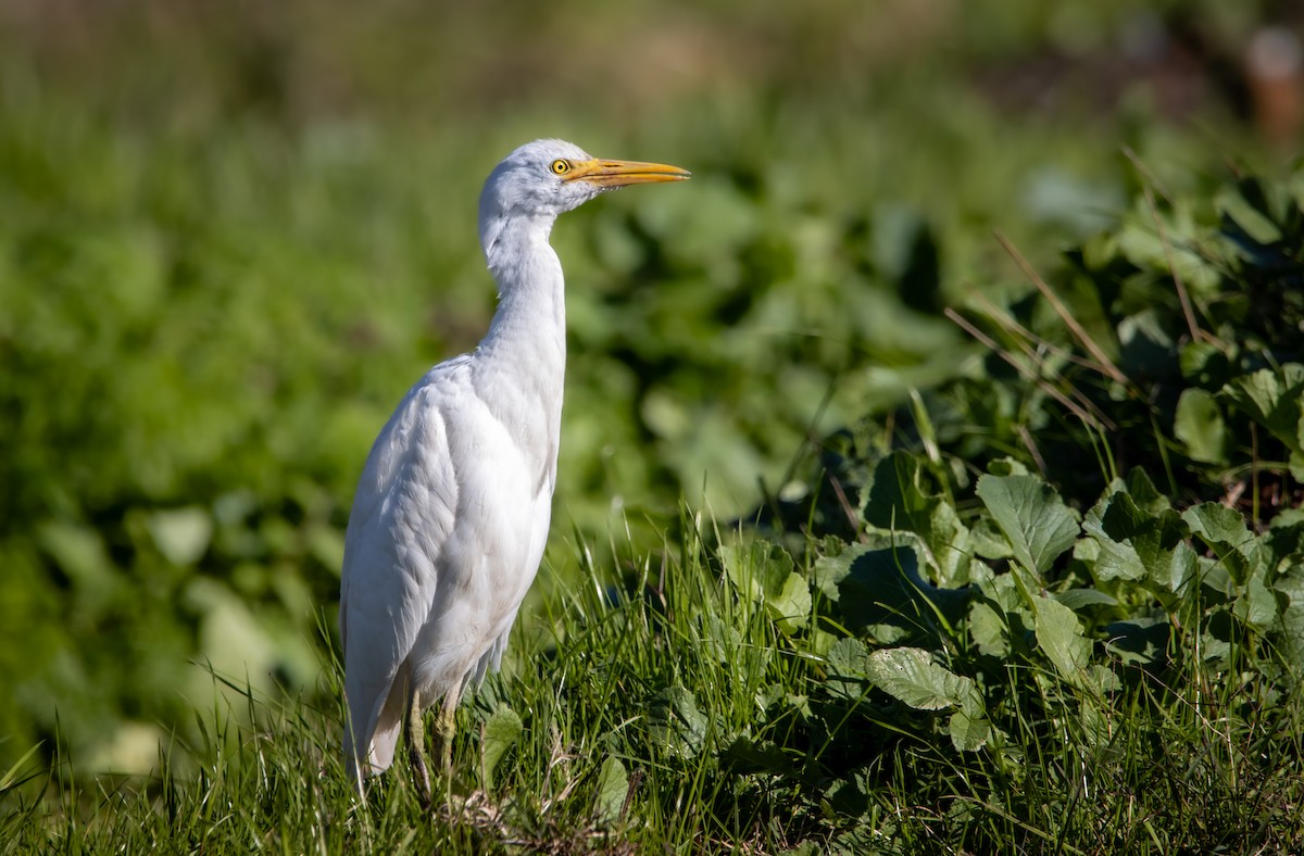 Western Cattle Egret - ML622493677