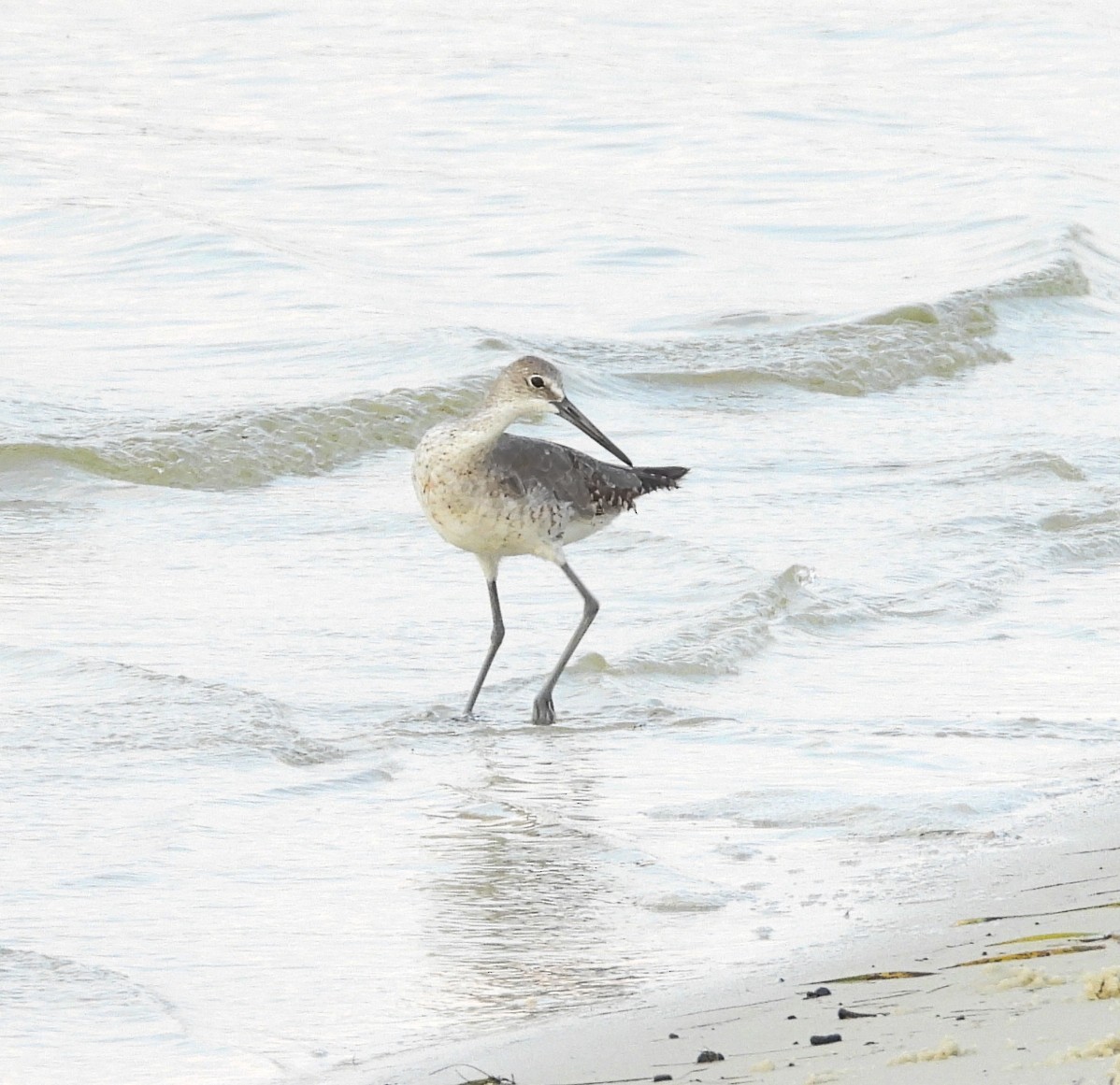 Willet - ML622493678