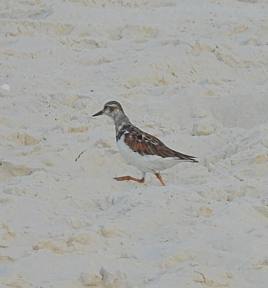 Ruddy Turnstone - ML622493697