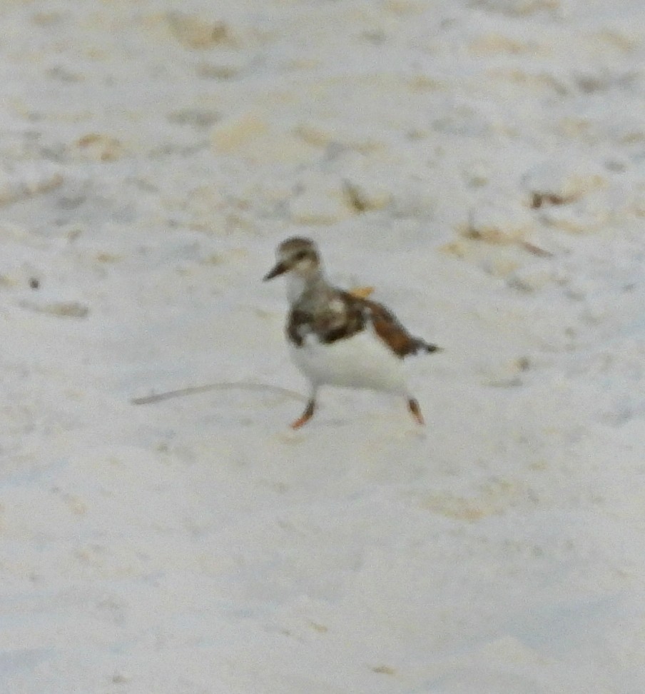 Ruddy Turnstone - ML622493698