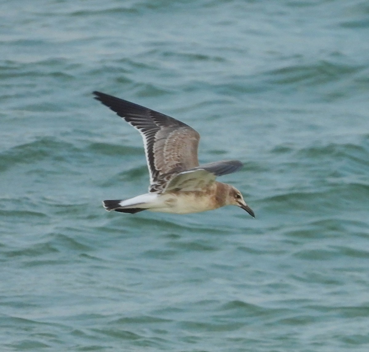 Laughing Gull - ML622493703