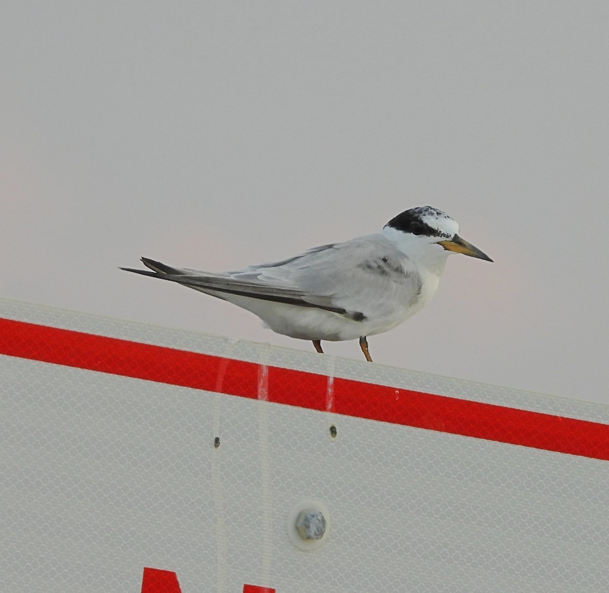 Least Tern - Cheryl Huner