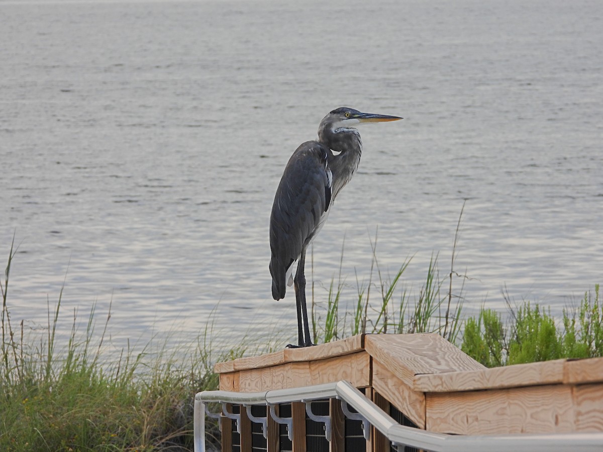 Great Blue Heron - ML622493738