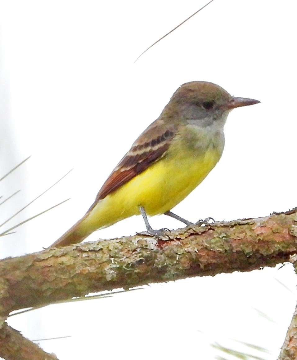 Great Crested Flycatcher - ML622493766