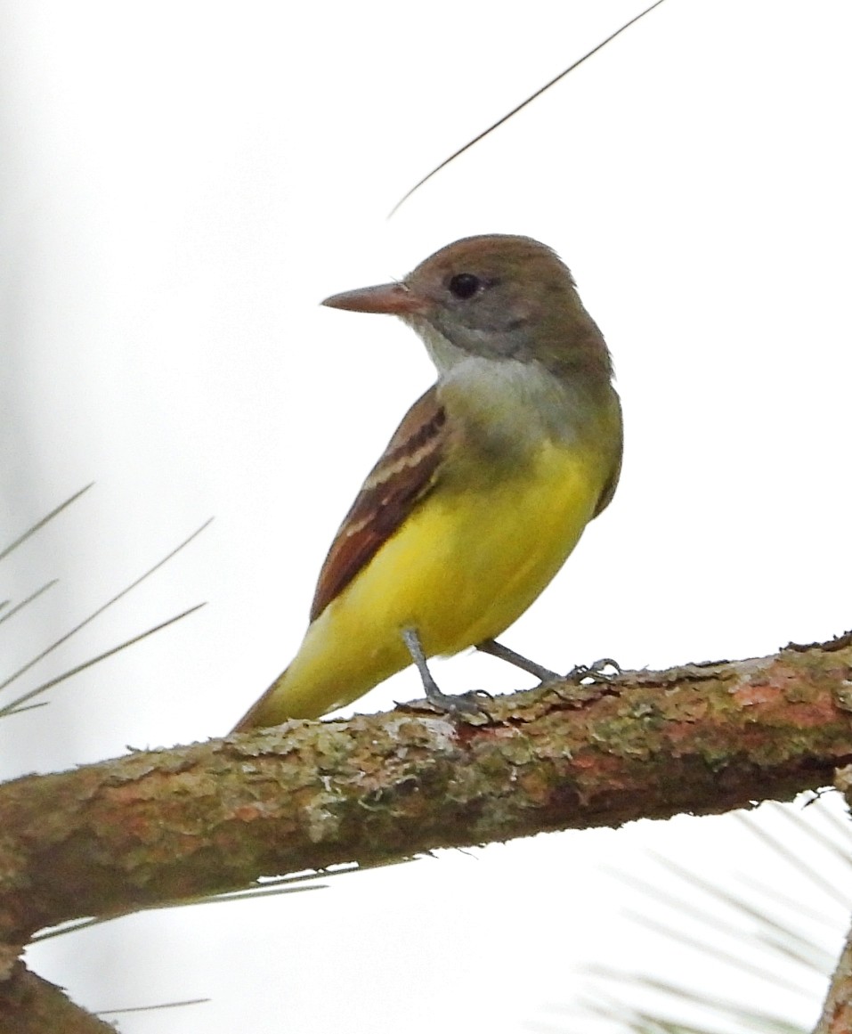 Great Crested Flycatcher - ML622493767