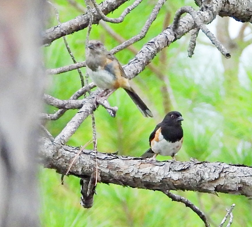 Eastern Towhee - ML622493779