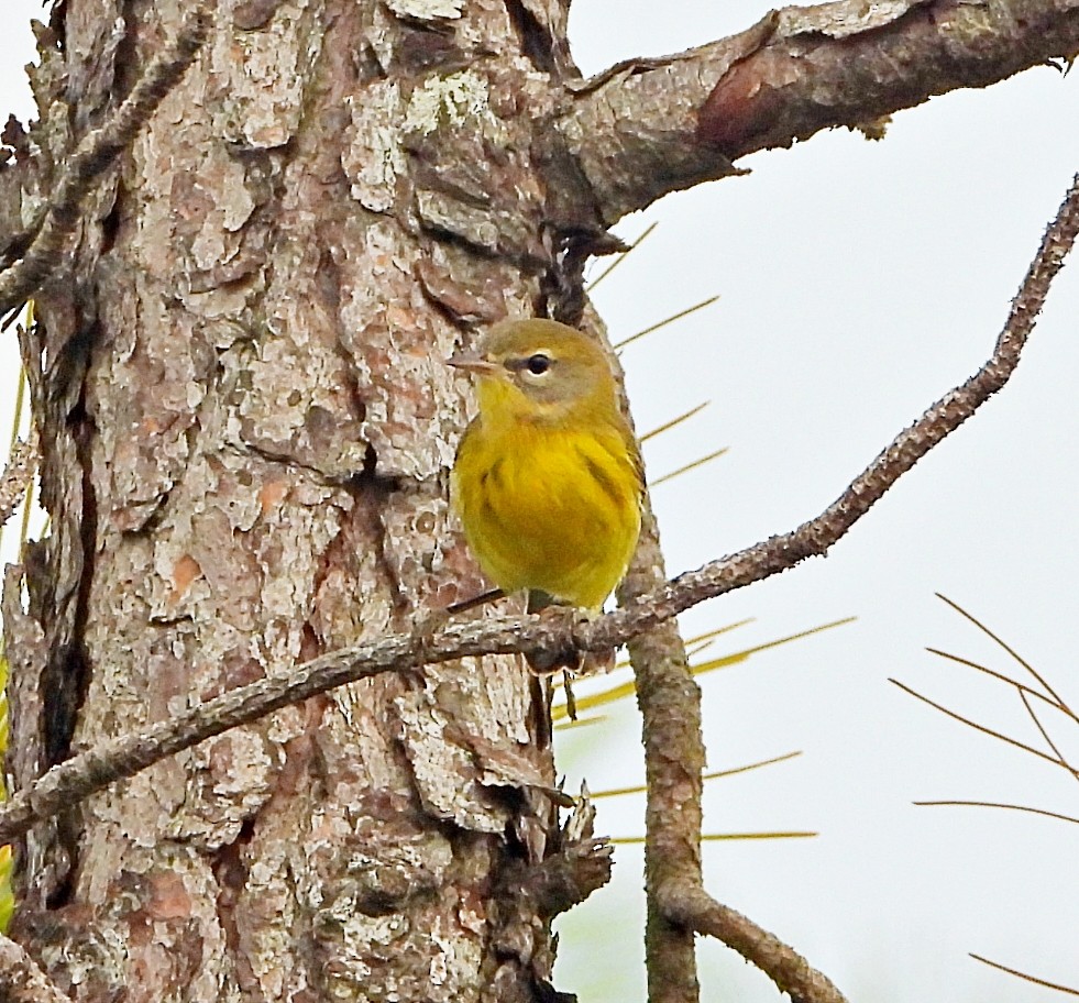 Prairie Warbler - ML622493797