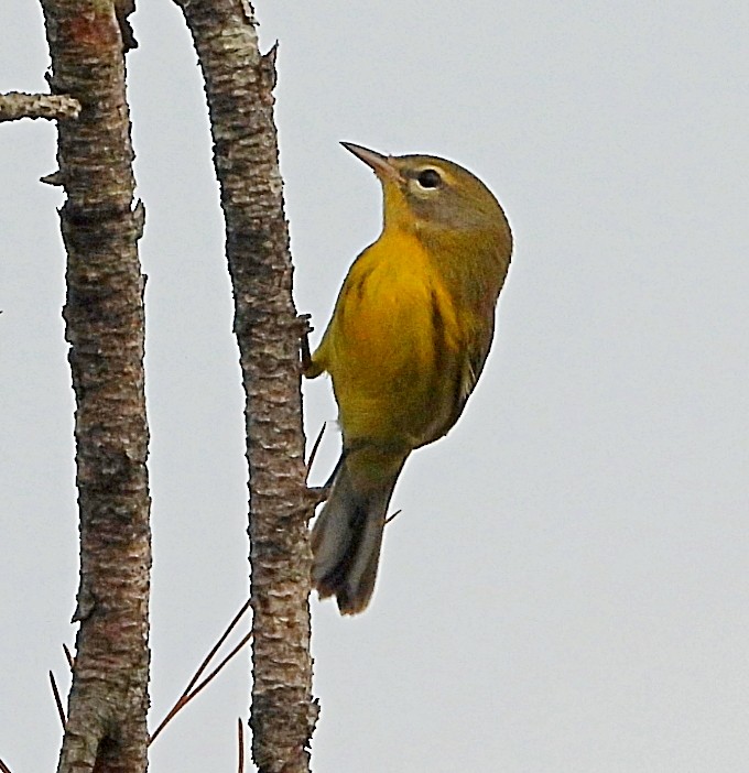 Prairie Warbler - ML622493798