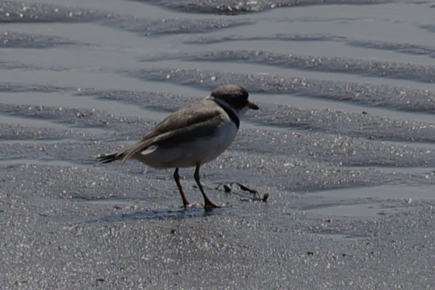 Semipalmated Plover - ML622493872