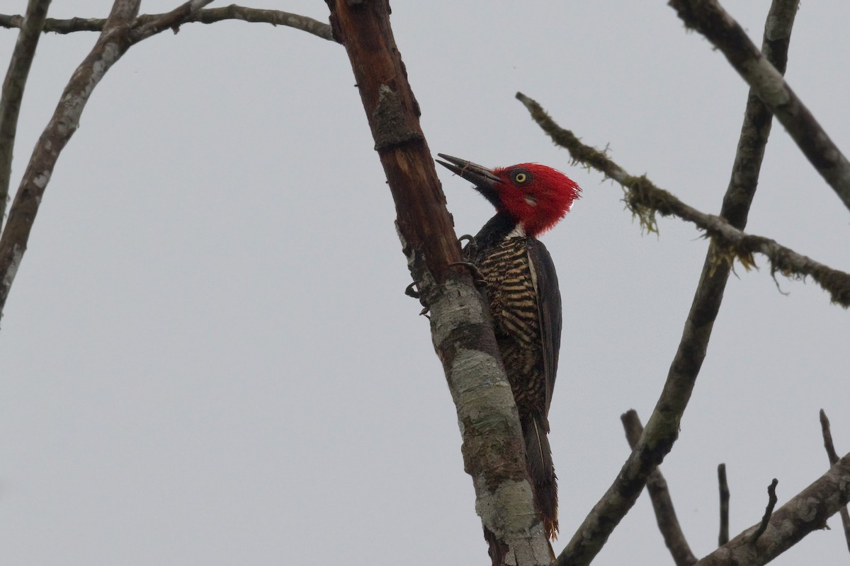 Guayaquil Woodpecker - ML622493882