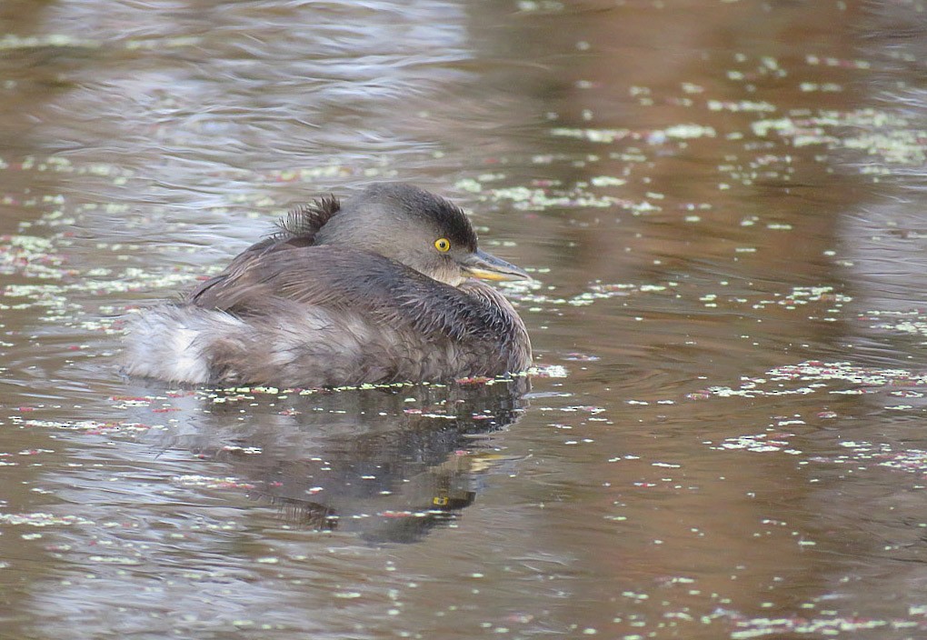 Least Grebe - ML622493896