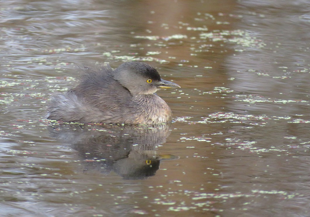 Least Grebe - ML622493897