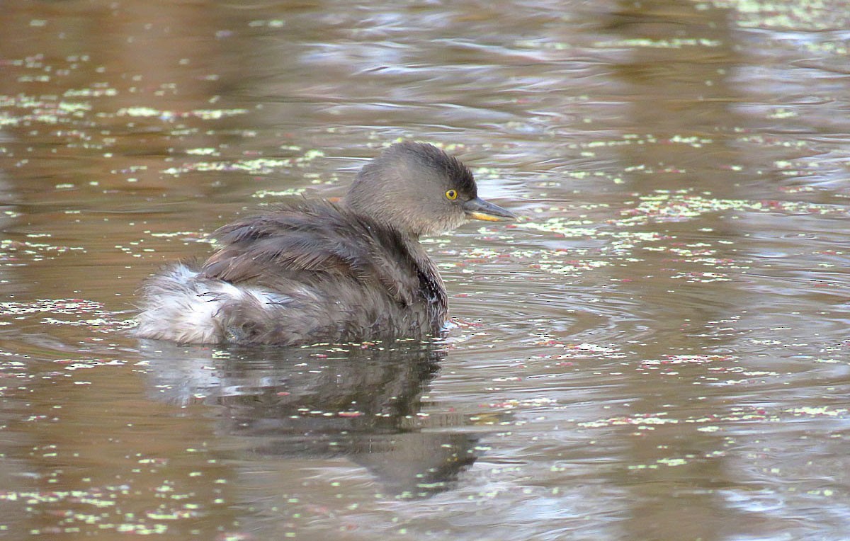 Least Grebe - ML622493898