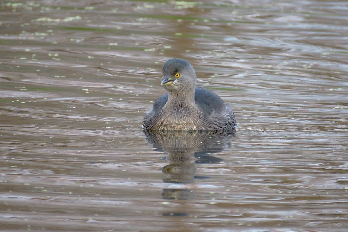 Least Grebe - ML622493899