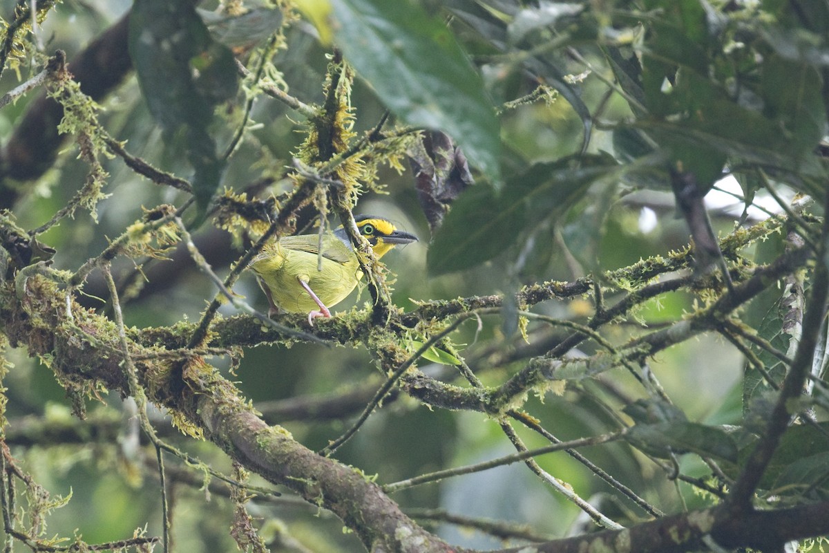 Slaty-capped Shrike-Vireo - ML622493902