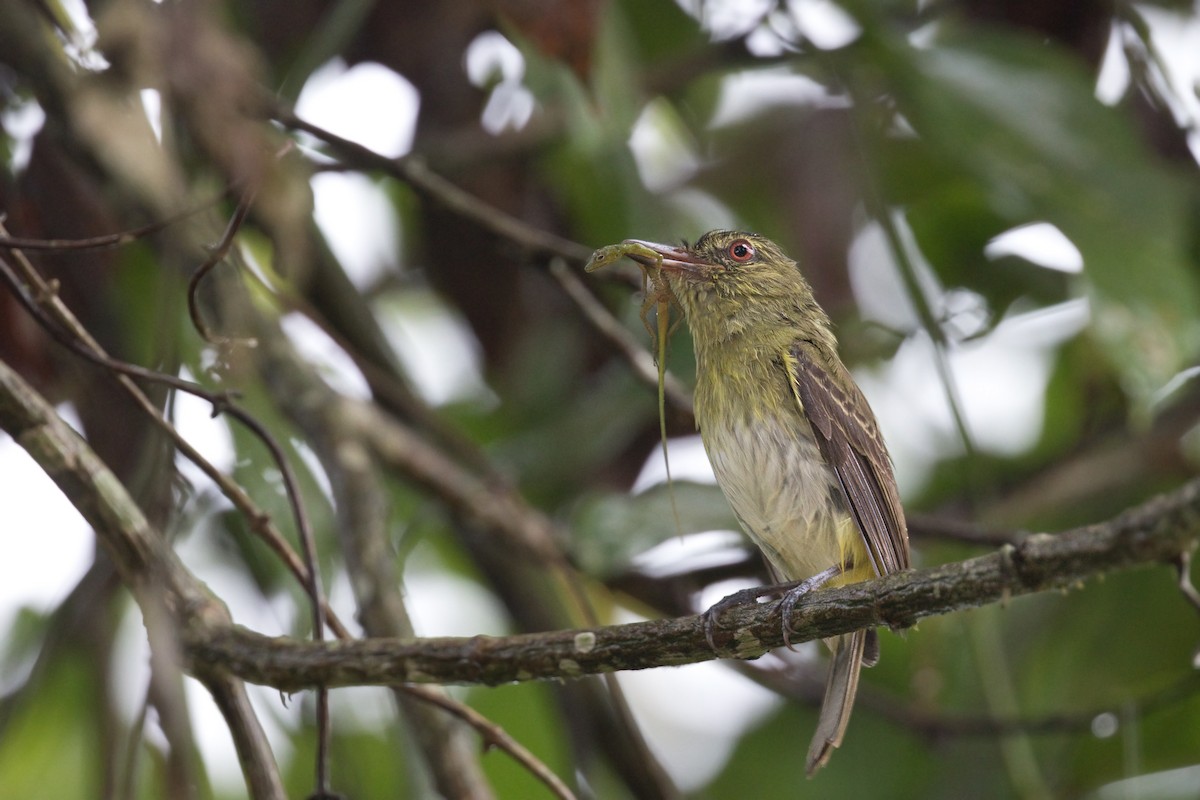 Bright-rumped Attila (Northern) - ML622493909