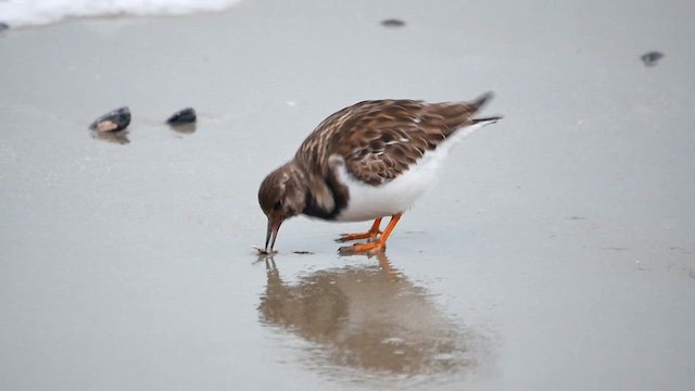 Ruddy Turnstone - ML622493970