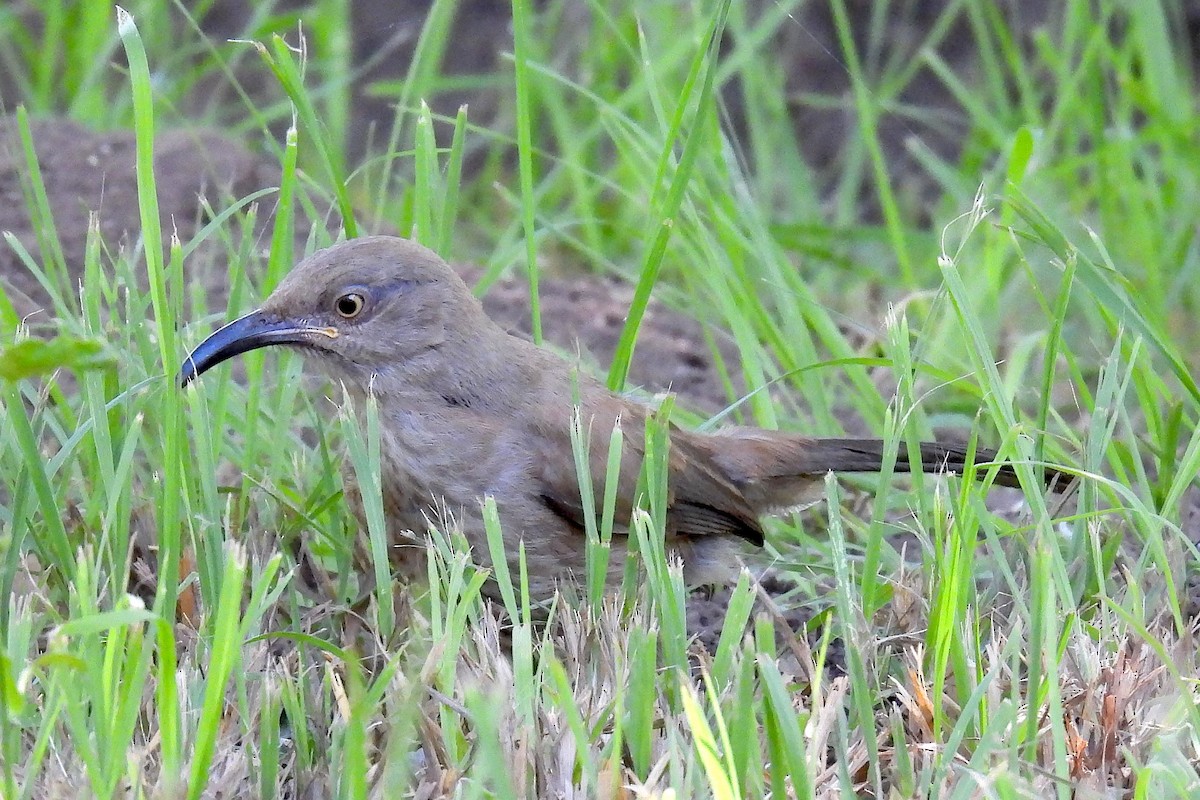 Curve-billed Thrasher - ML622494018